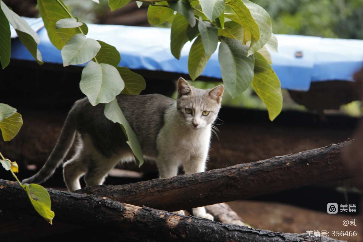 宝石猫异度空间召唤令_大山猫的个人空间_大山猫现在怎么样了