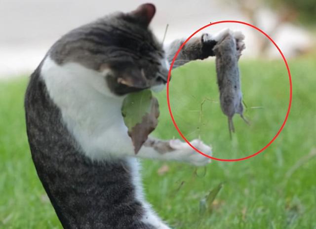 逆战躲猫猫：老鼠与战斗的对决