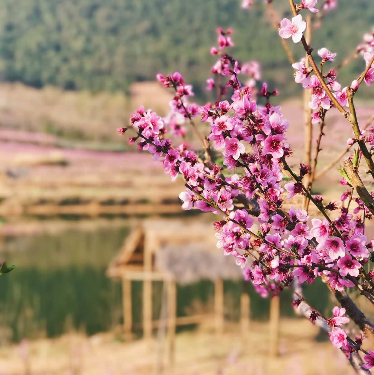 桃花思维导图图片_桃花源记思维导图_桃花源思维导图名片