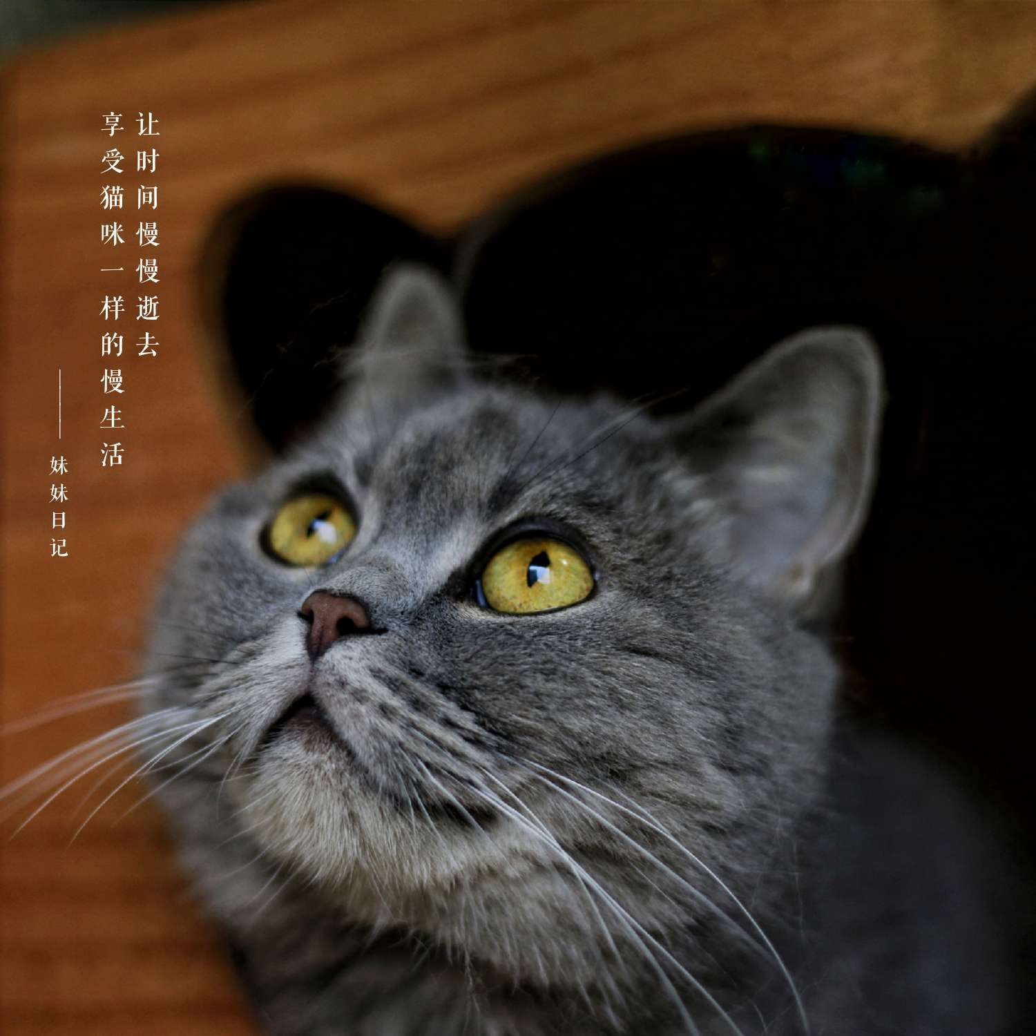 快猫记录世界_猫咪记录世界记录我_猫记录世界纪录你