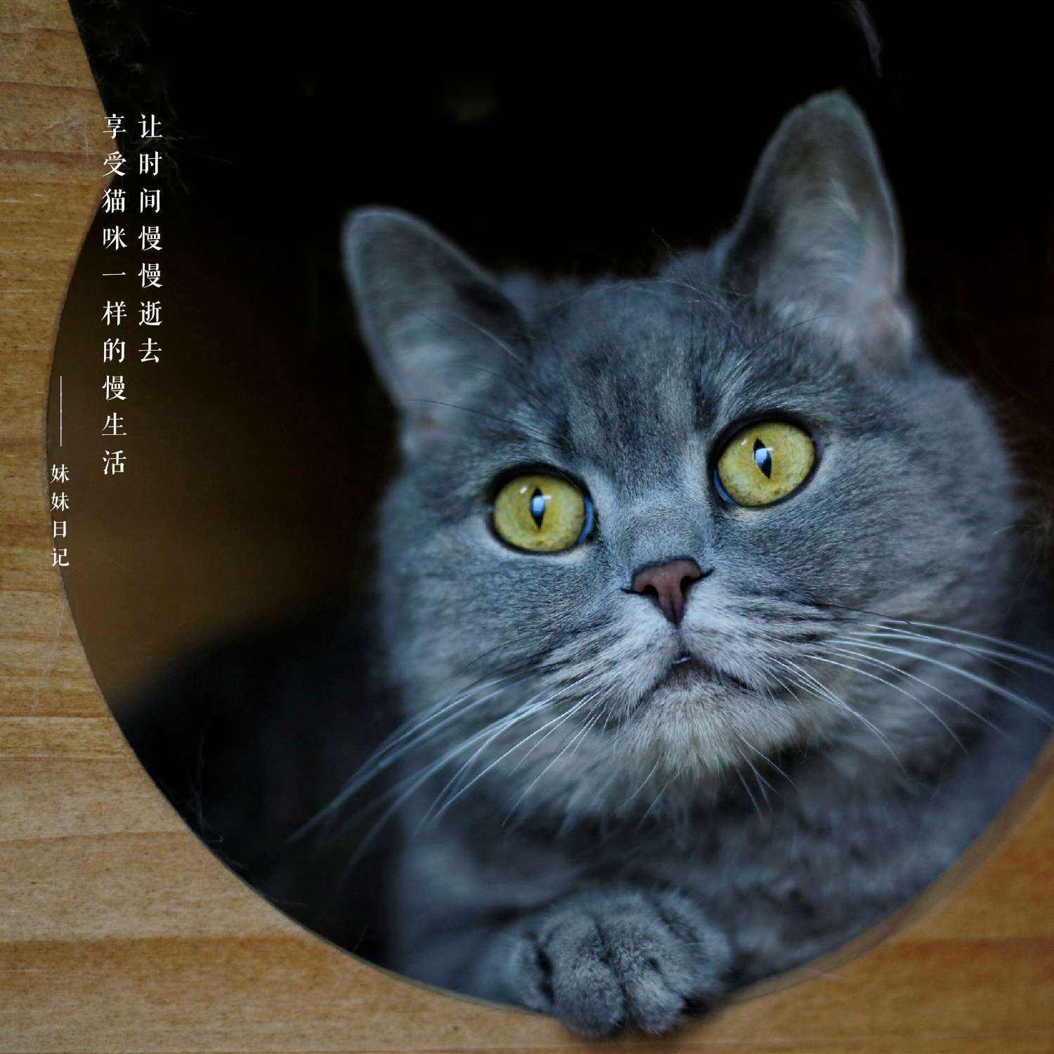 猫咪记录世界记录我_猫记录世界纪录你_快猫记录世界