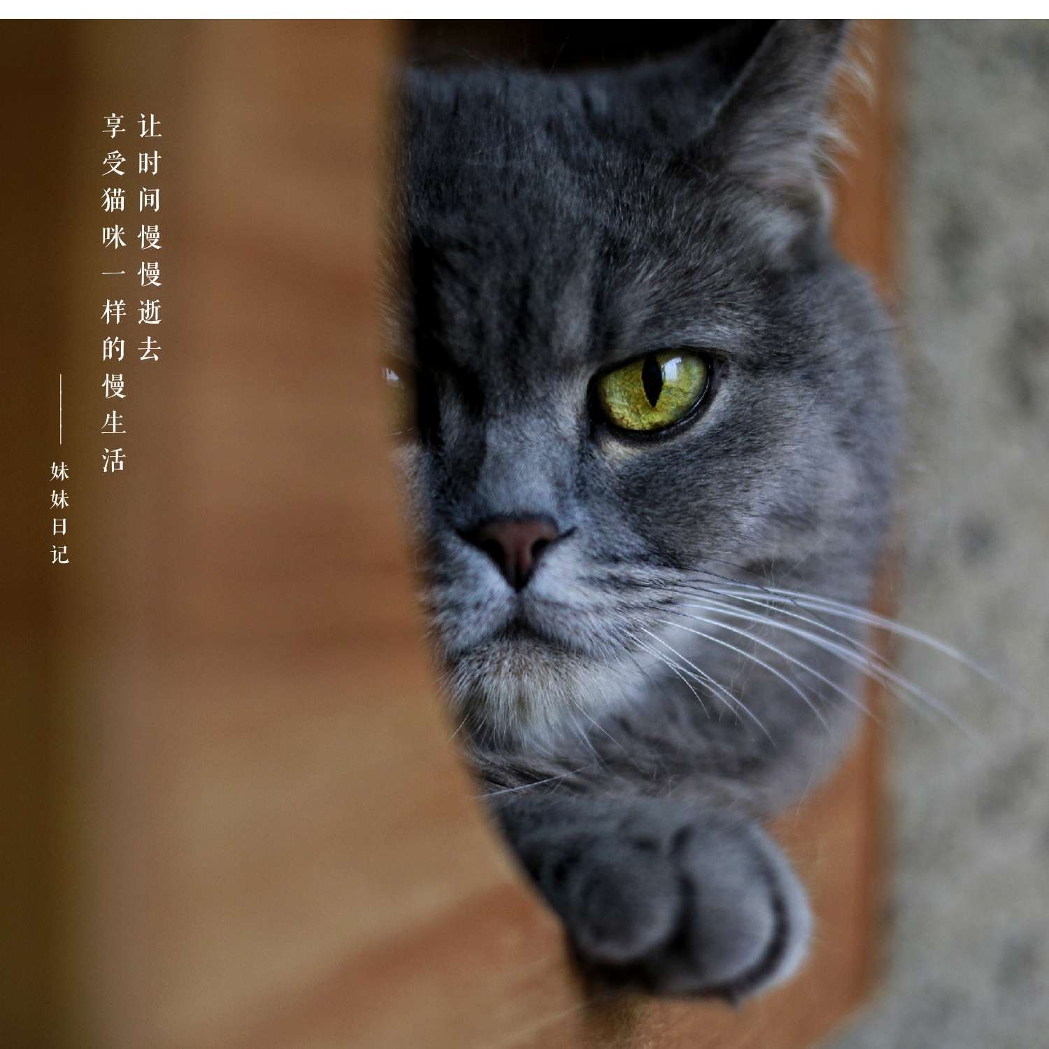猫记录世界纪录你_猫咪记录世界记录我_快猫记录世界