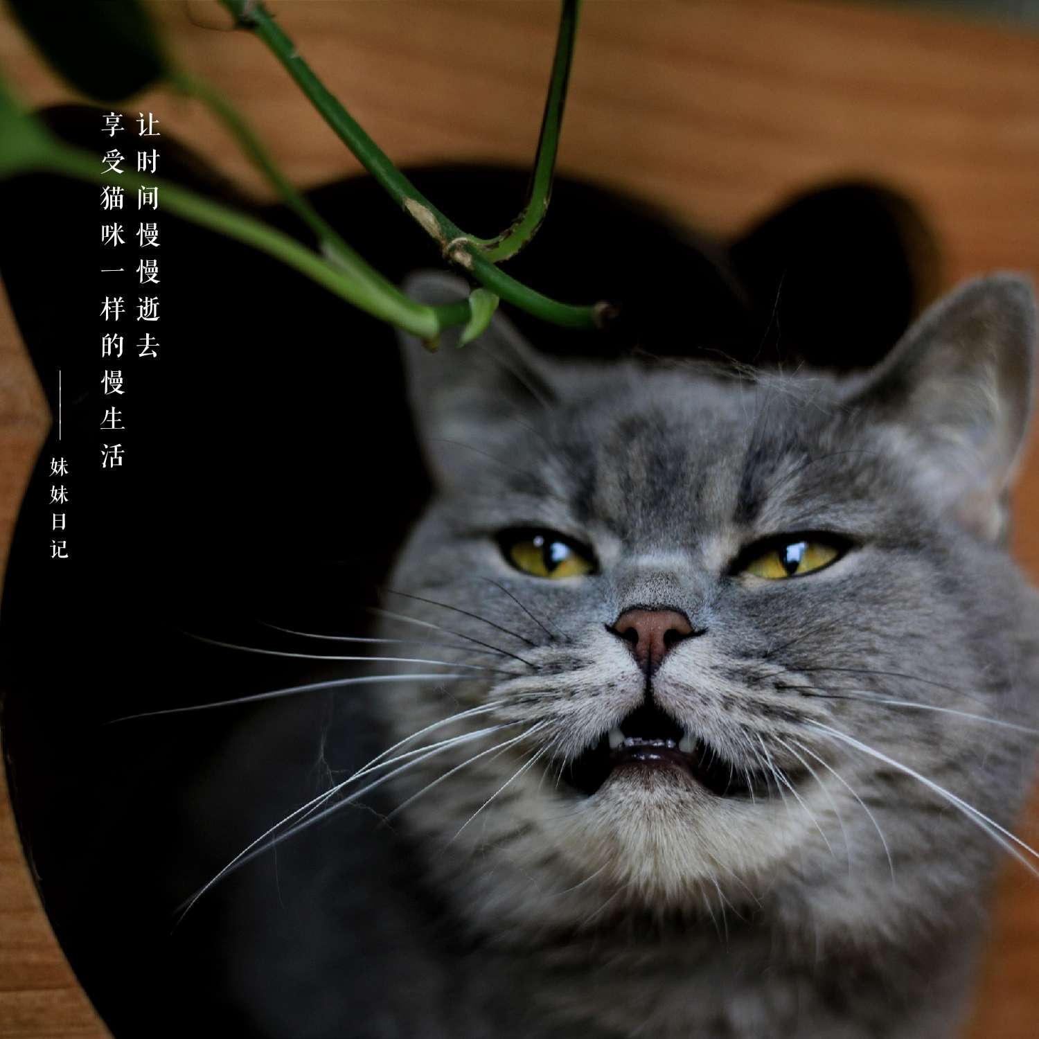 快猫记录世界_猫记录世界纪录你_猫咪记录世界记录我
