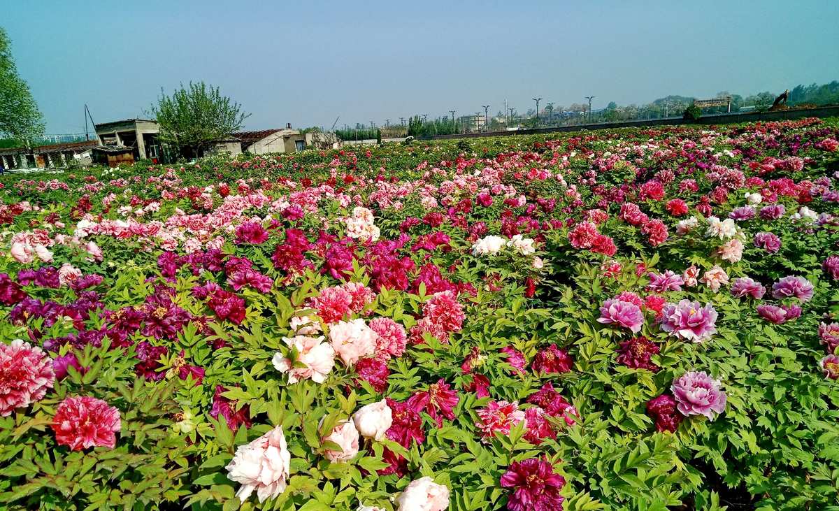 灵花泌尿灵片作用_灵花羡慕_花灵