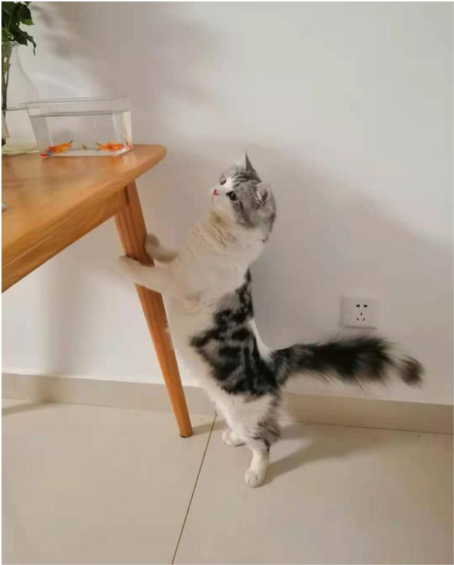 下载糖猫app_快猫app下载地址_快猫app下载世界