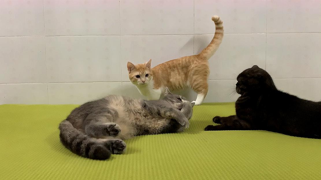 快猫app下载地址_下载糖猫app_快猫app下载世界