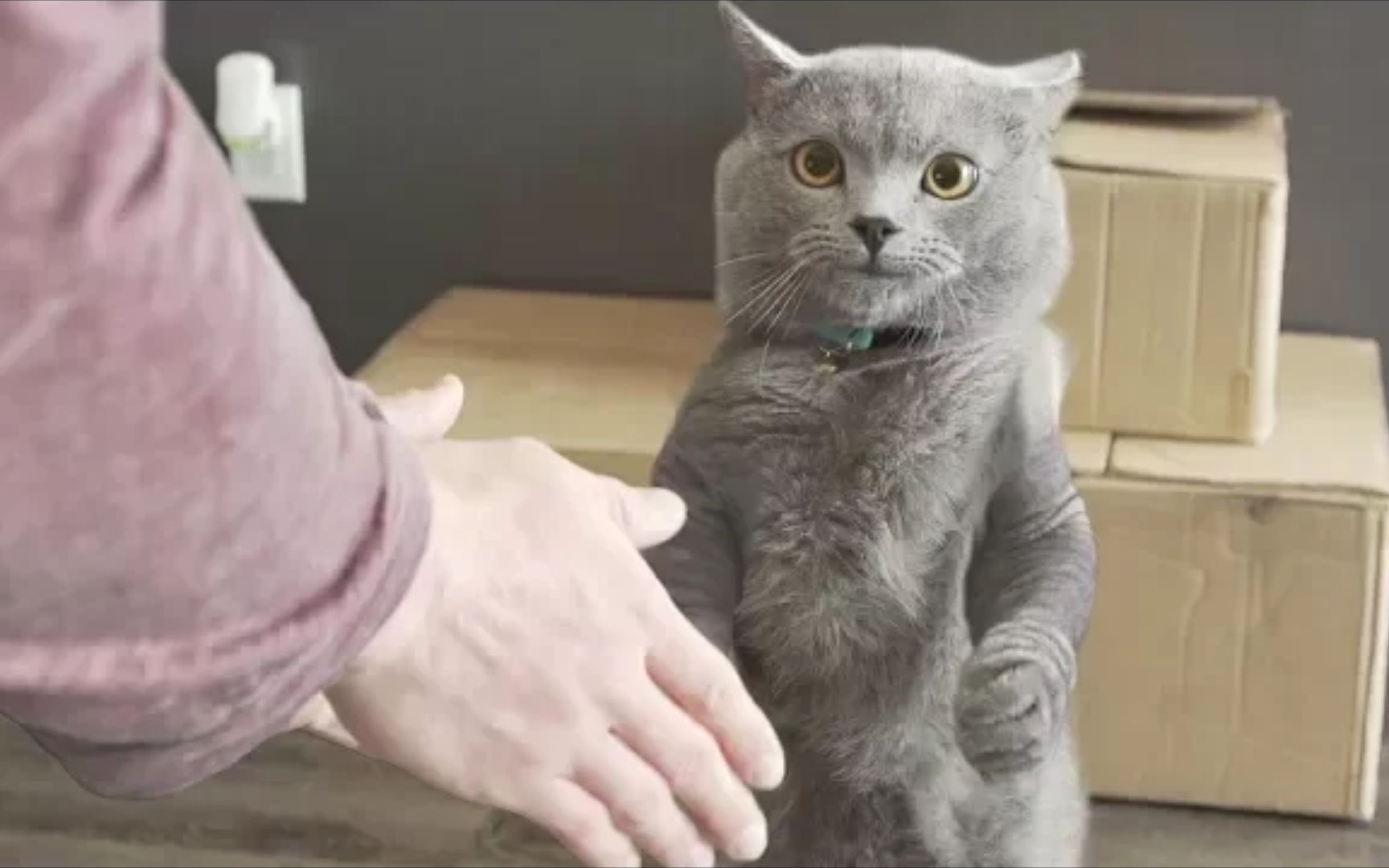 快猫app下载世界_快猫app下载地址_下载糖猫app
