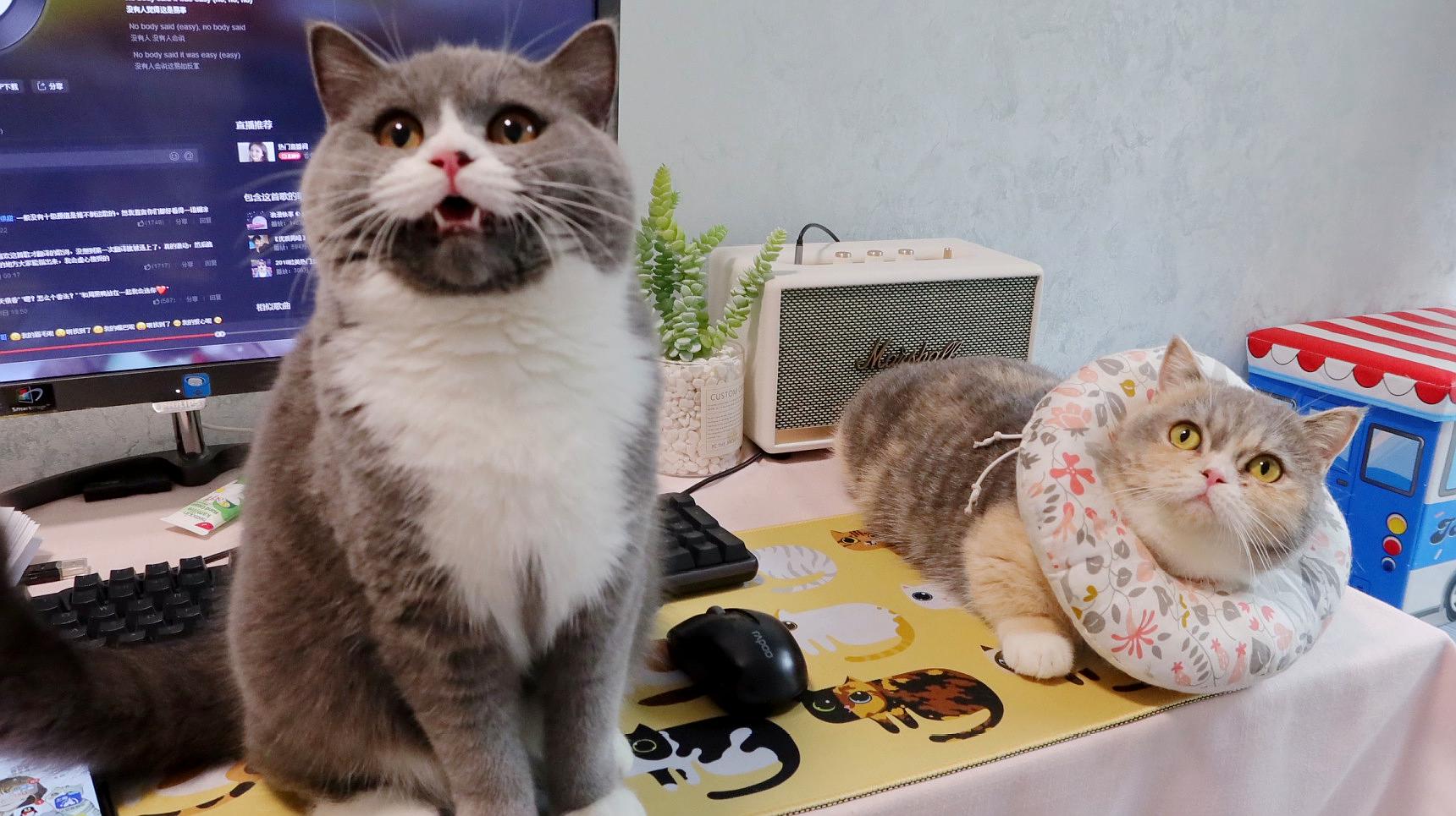 快猫app下载世界_下载糖猫app_快猫app下载地址