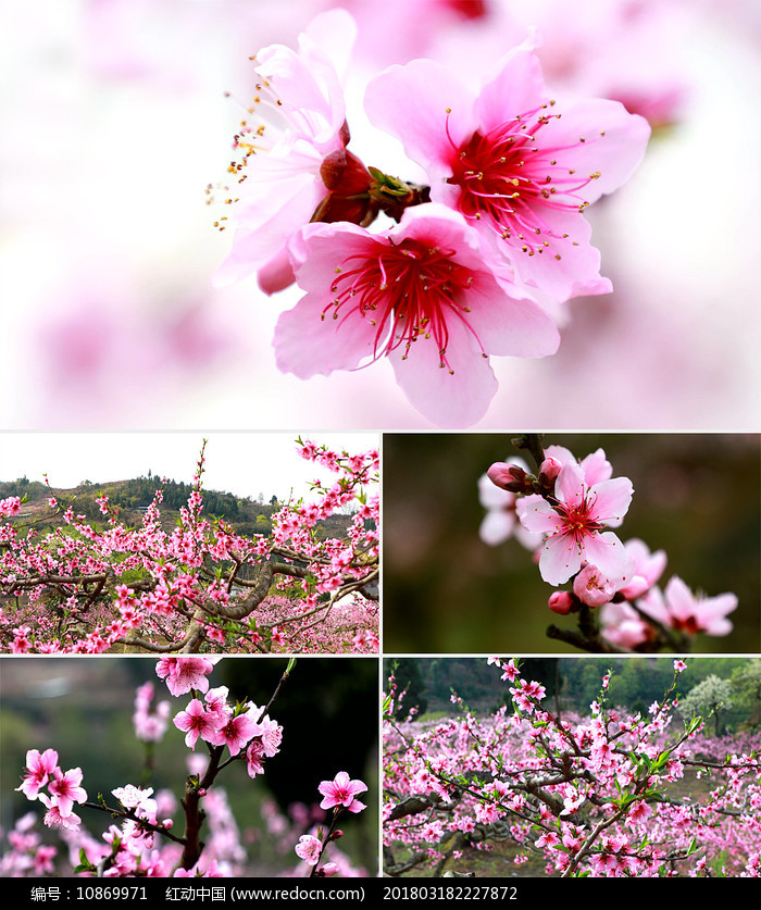 桃花免费视频_免费桃花婚姻测算_视频桃花免费网站