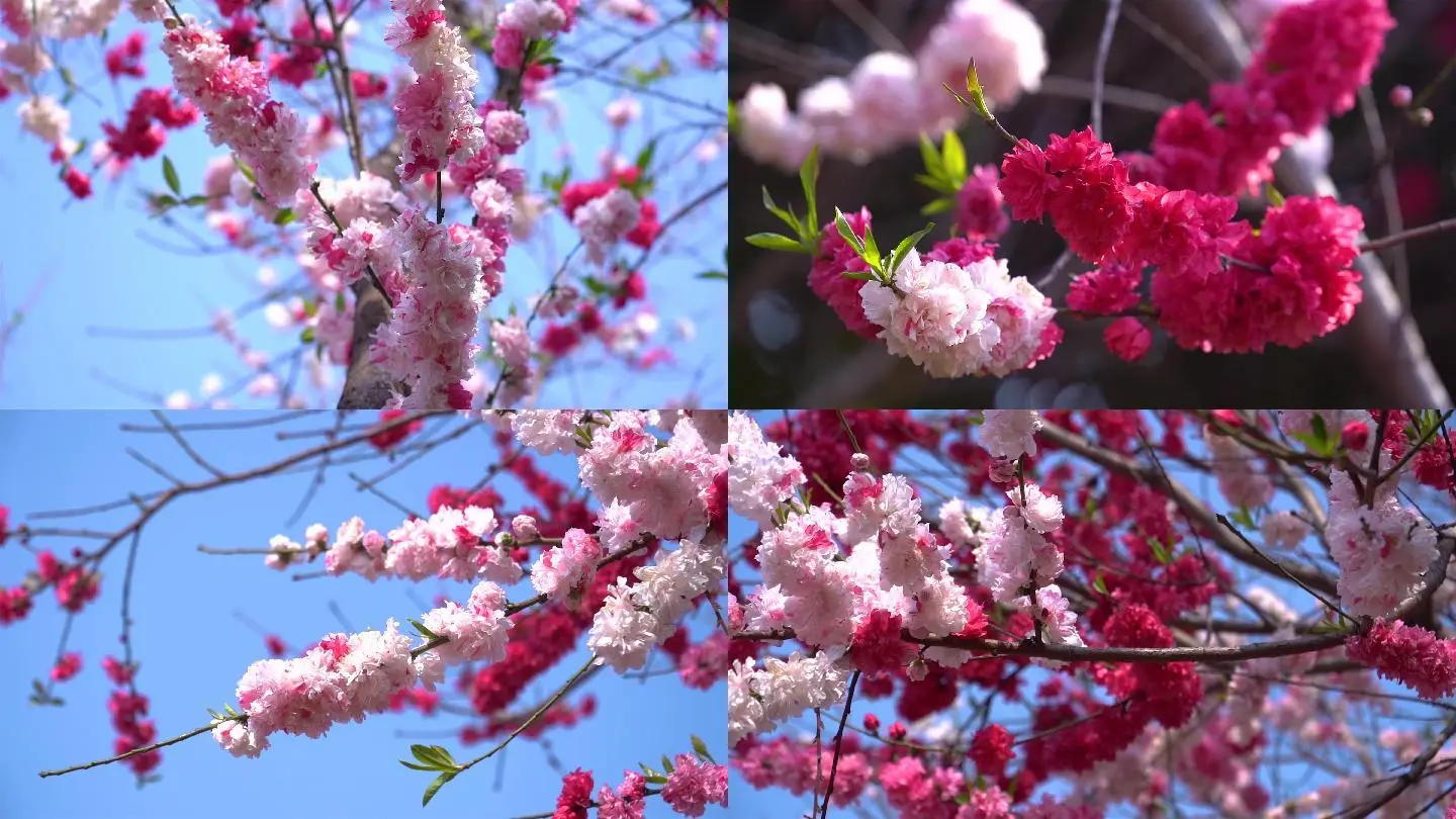 桃花免费视频_免费桃花婚姻测算_视频桃花免费网站