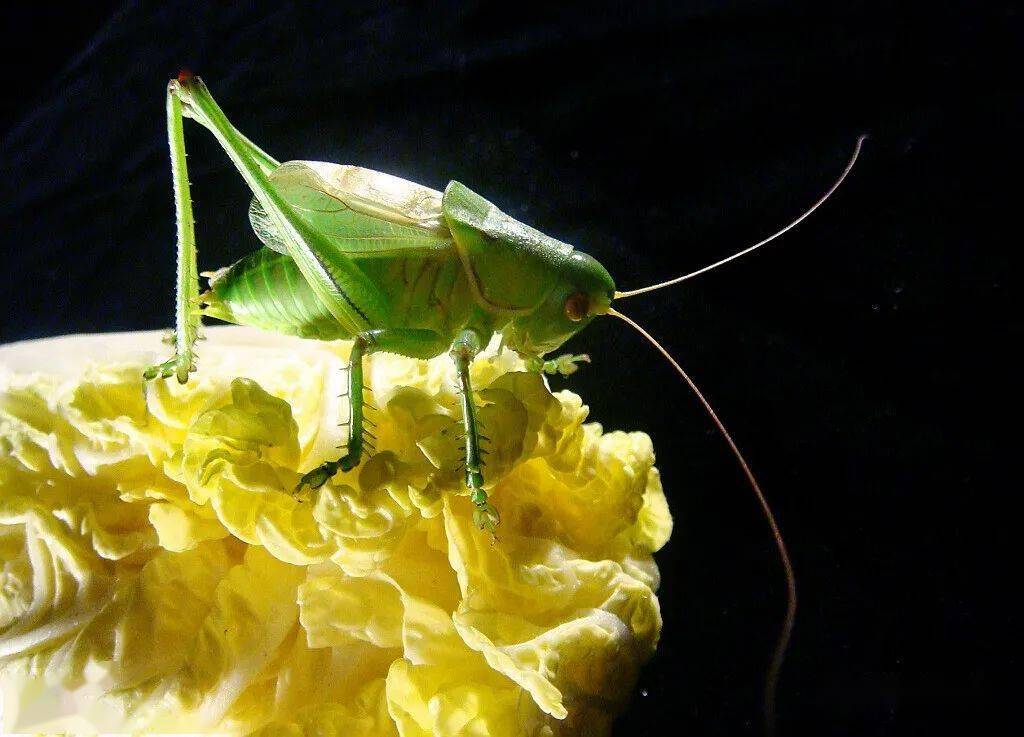 虫虫世界_虫虫世界正版下载_我的虫虫世界