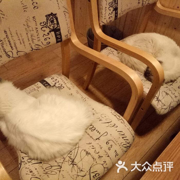 猫咪咖啡厅_猫咪咖啡厅_猫咪咖啡厅