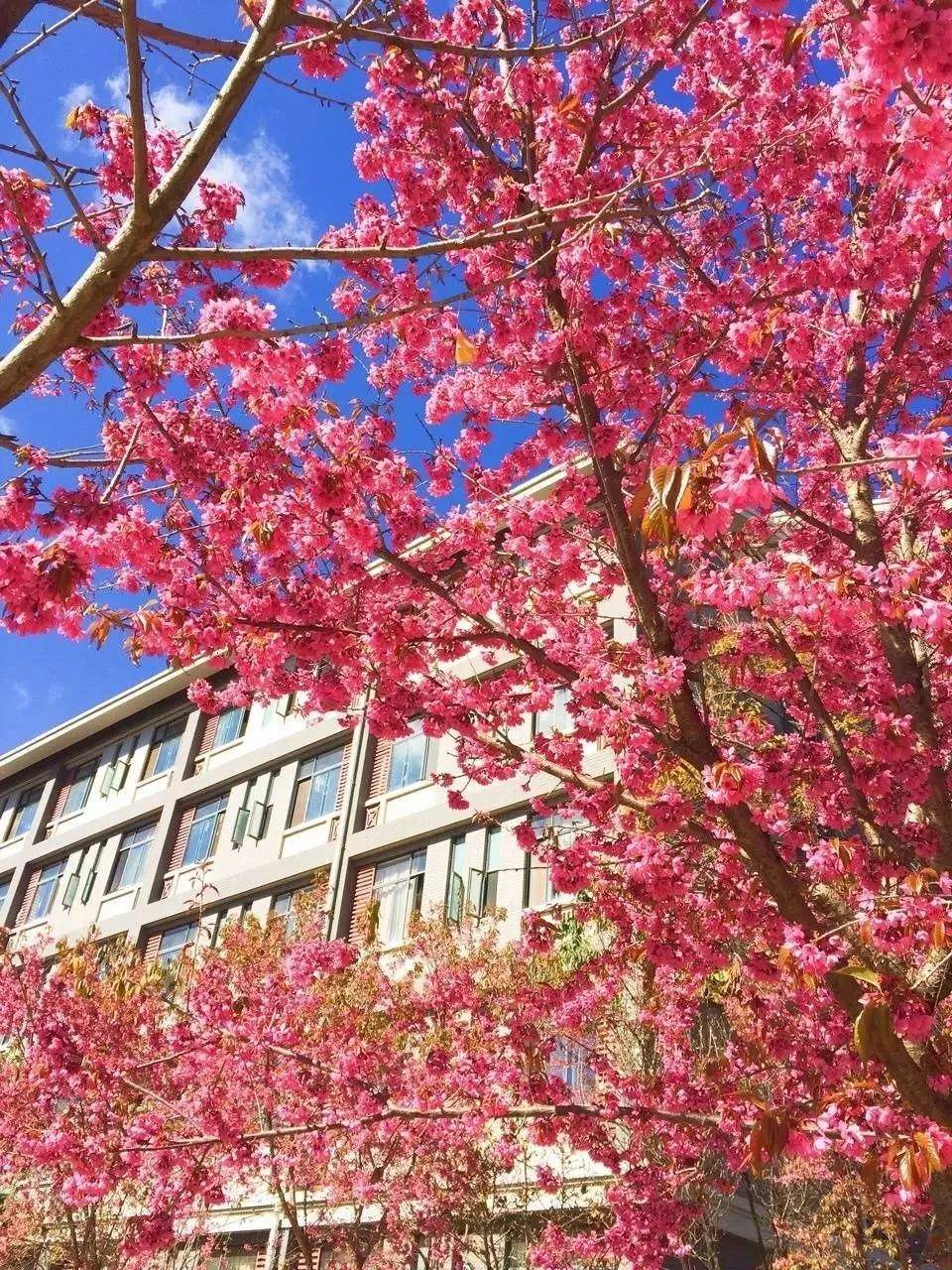 我想看樱花校园生宝宝的教程_樱花校园生宝宝过程_樱花校园里如何生宝宝