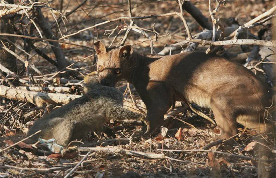 猎兽神兵第二季_兽猎_猎兽少女队