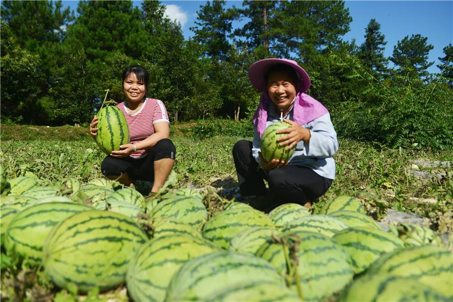 西瓜村种冬瓜绕口令_西瓜村完美攻略_西瓜村