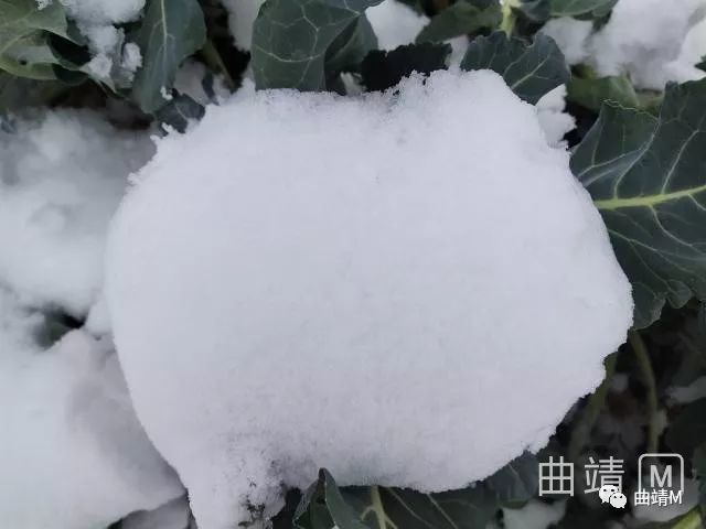煌煌_煌煌什么意思_煌煌天威以剑引之
