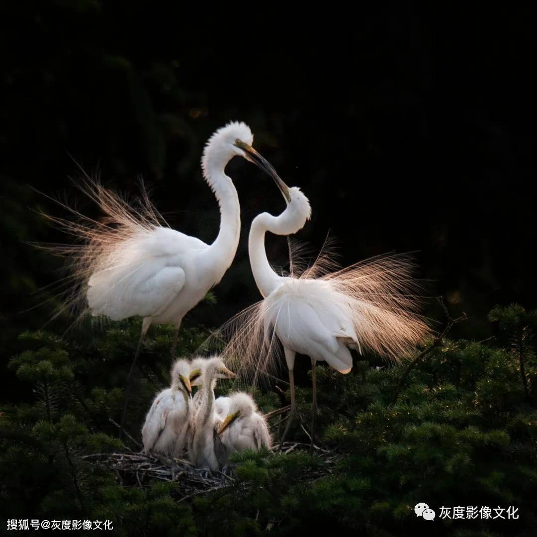 苍穹榜之万兽归源_《苍穹榜之万兽归源》_苍穹榜万兽归原有小说