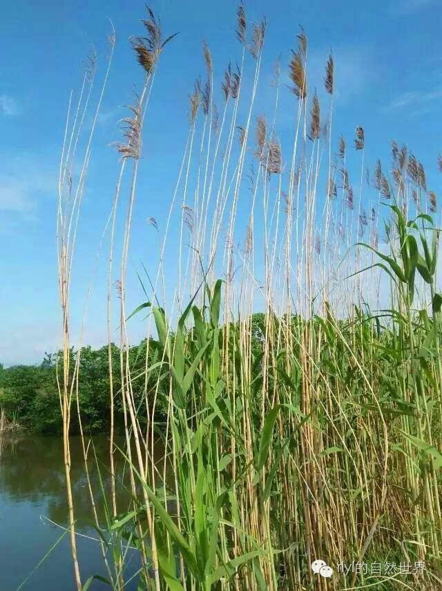 青色芦苇-打造湿润芦苇乐园，三招教你成为芦苇种植高手