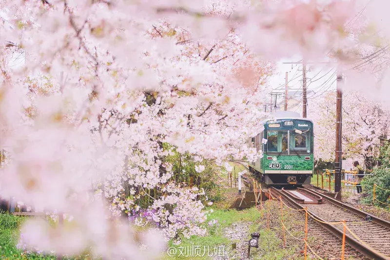 【千本桜之旅】日本樱花盛放，我眼中的三大绝美景点