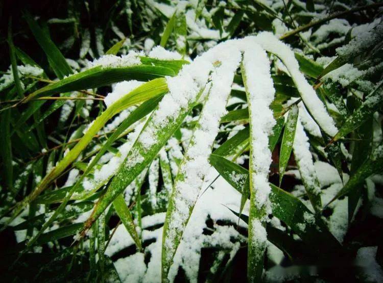 冬之花罗马音_东字罗马音_各种花的罗马音