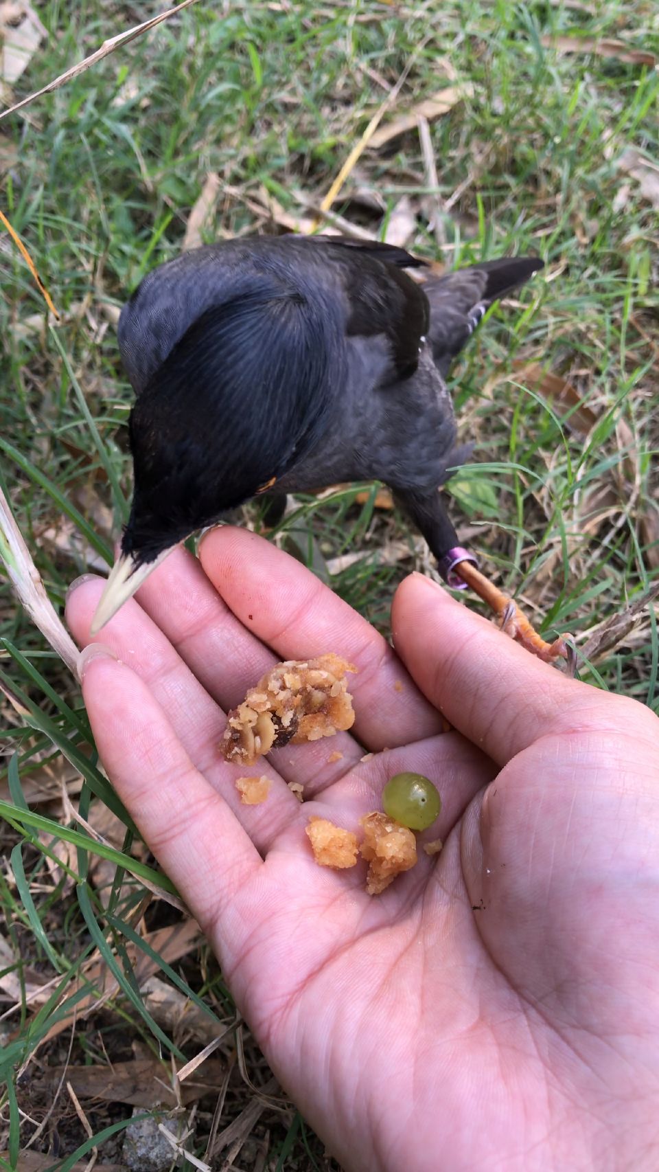 苹果经典手机游戏有哪些_苹果手机 经典游戏_苹果经典手机游戏推荐