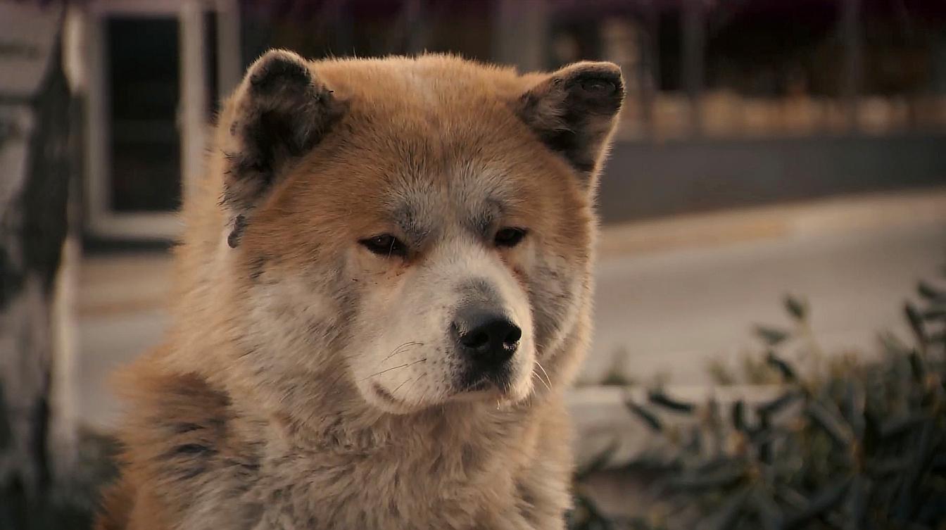 电影忠犬八公在线观看完整_忠犬八公的电影在线观看免费_电影《忠犬八公》