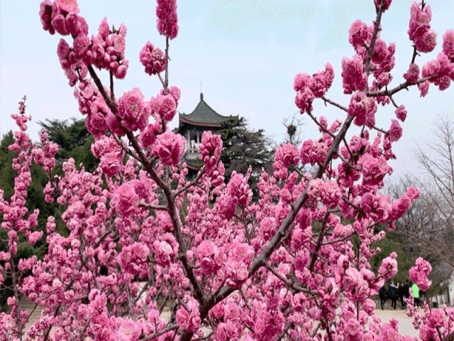 三日月之舞-夜晚三日月的温柔呢喃：神秘舞者的光芒与安慰