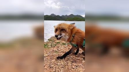 小狐狸钱包签名是什么意思-深入解析小狐狸钱包签名的意义与重要性