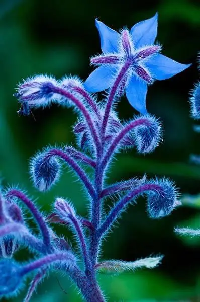 石蒜花图片_石蒜花的功效与作用_石蒜