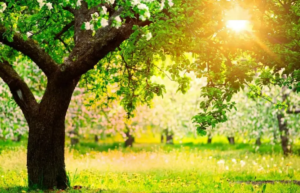 日历6月-六月日历：夏日序曲与温馨父亲节的交织