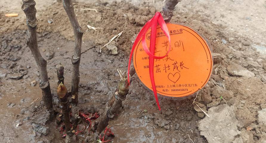 植树节的意义简短_植树节植树意义_植树节的意义