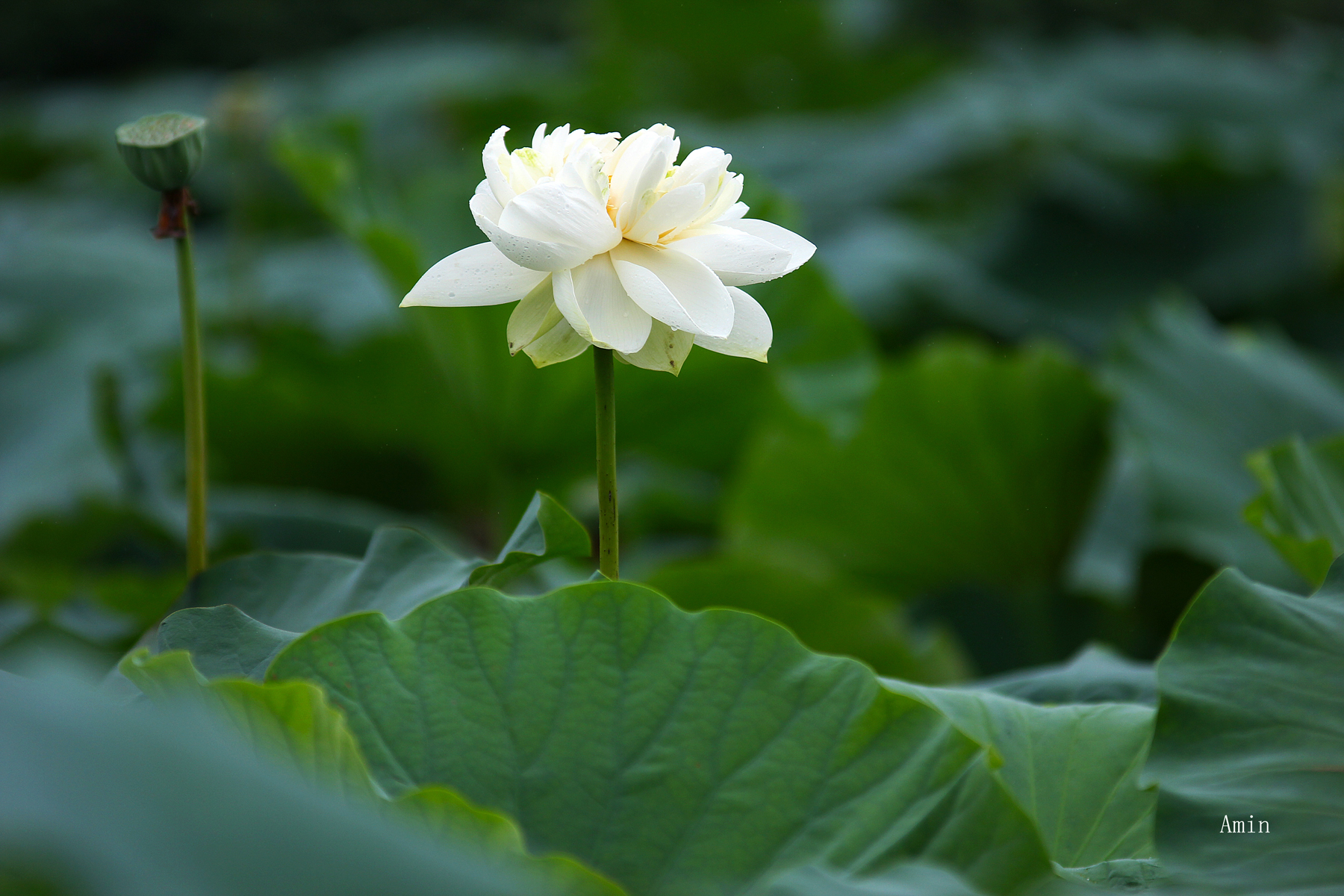 甘露寺蜜璃：纷扰世界中的一缕春风，带来温暖与宁静