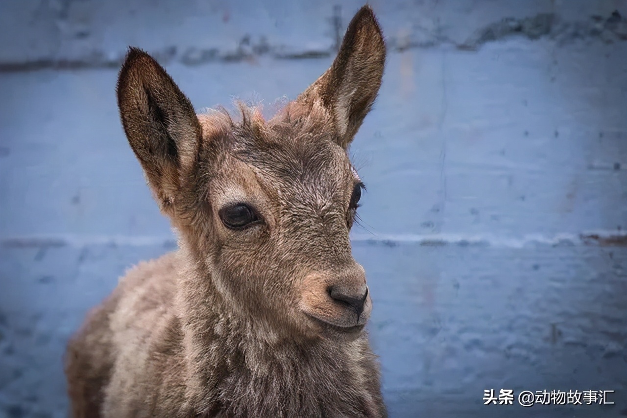 小狐狸钱包转账卡住了_小狐狸钱包转出未到账怎么办_狐狸钱包转ronin钱包