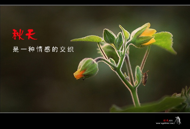 哈特_女法老哈特谢普苏特_凯文哈特