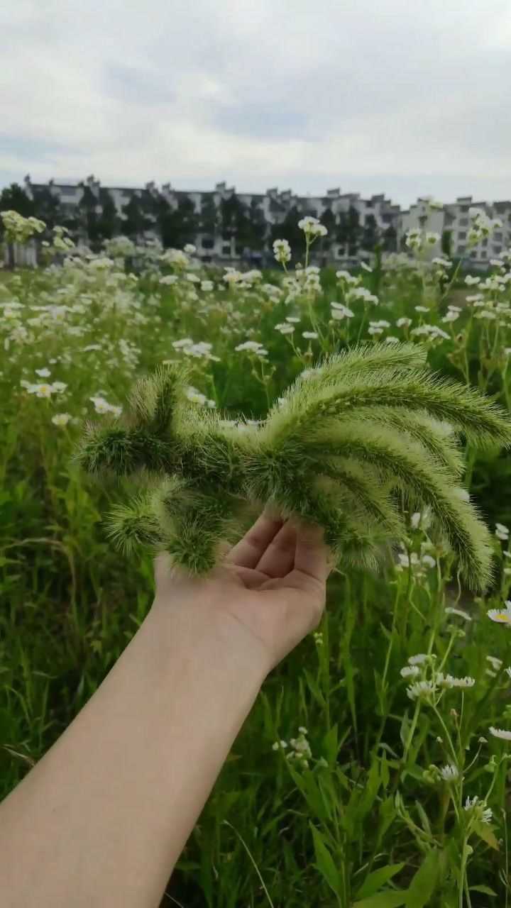 钱包的视频_小狐狸钱包安装教程图片视频版_钱包视频狐狸教程图片安装版