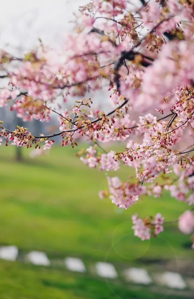 古户绘梨花_古手户绘梨花_梨花古画