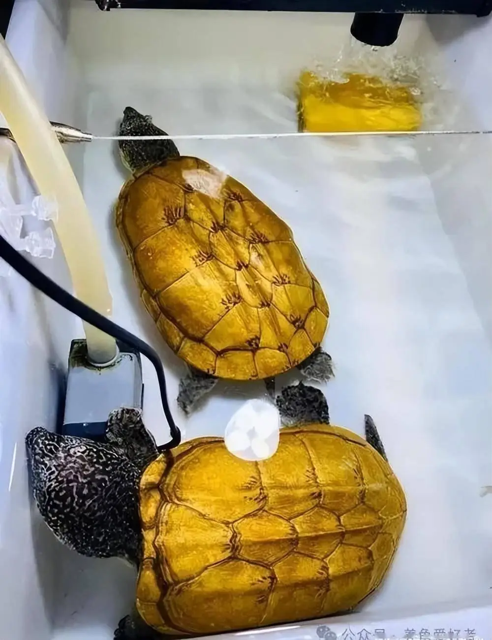 苹果手机游戏总是掉后台_苹果手机游戏总是掉后台_苹果手机游戏总是掉后台