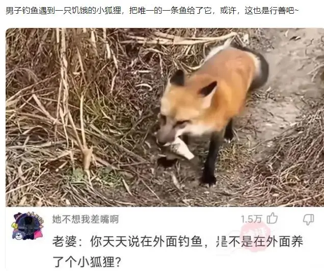 小狐狸钱包手续费过高怎么解决_钱包处理_狐狸钱包的手续费高吗